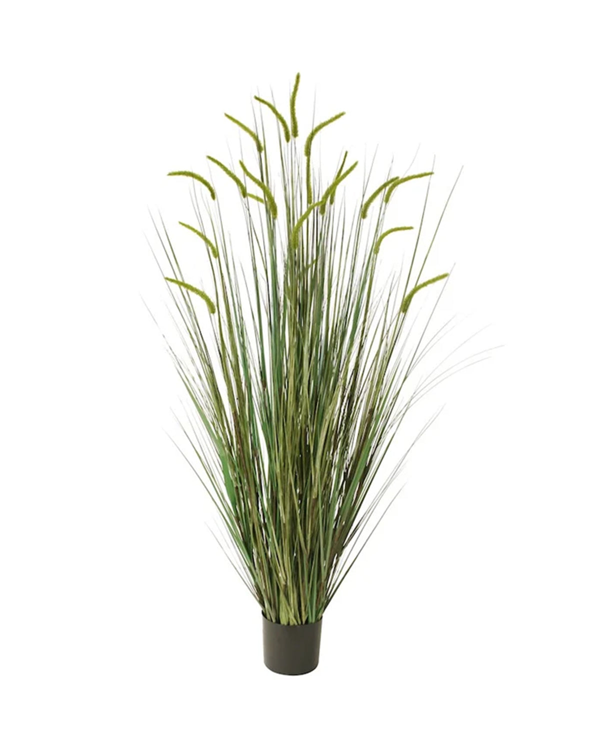 P1518-FOXTAIL GRASS