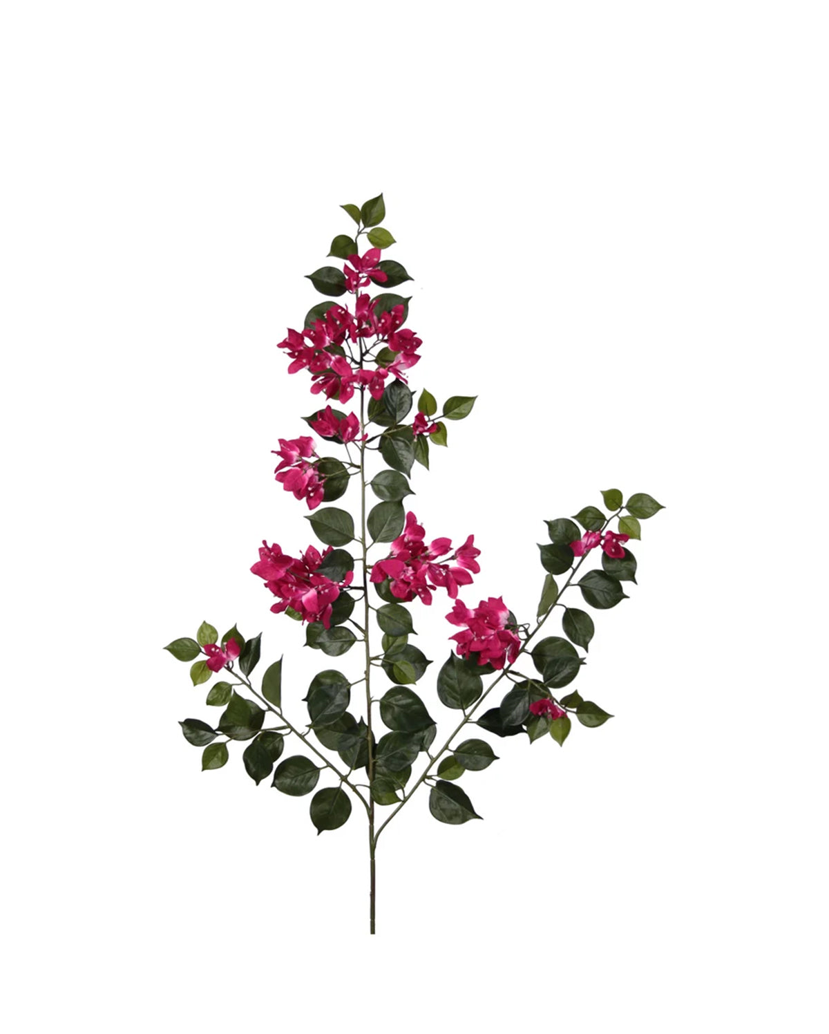 P2890-BOUGAINVILLEA SPRAY