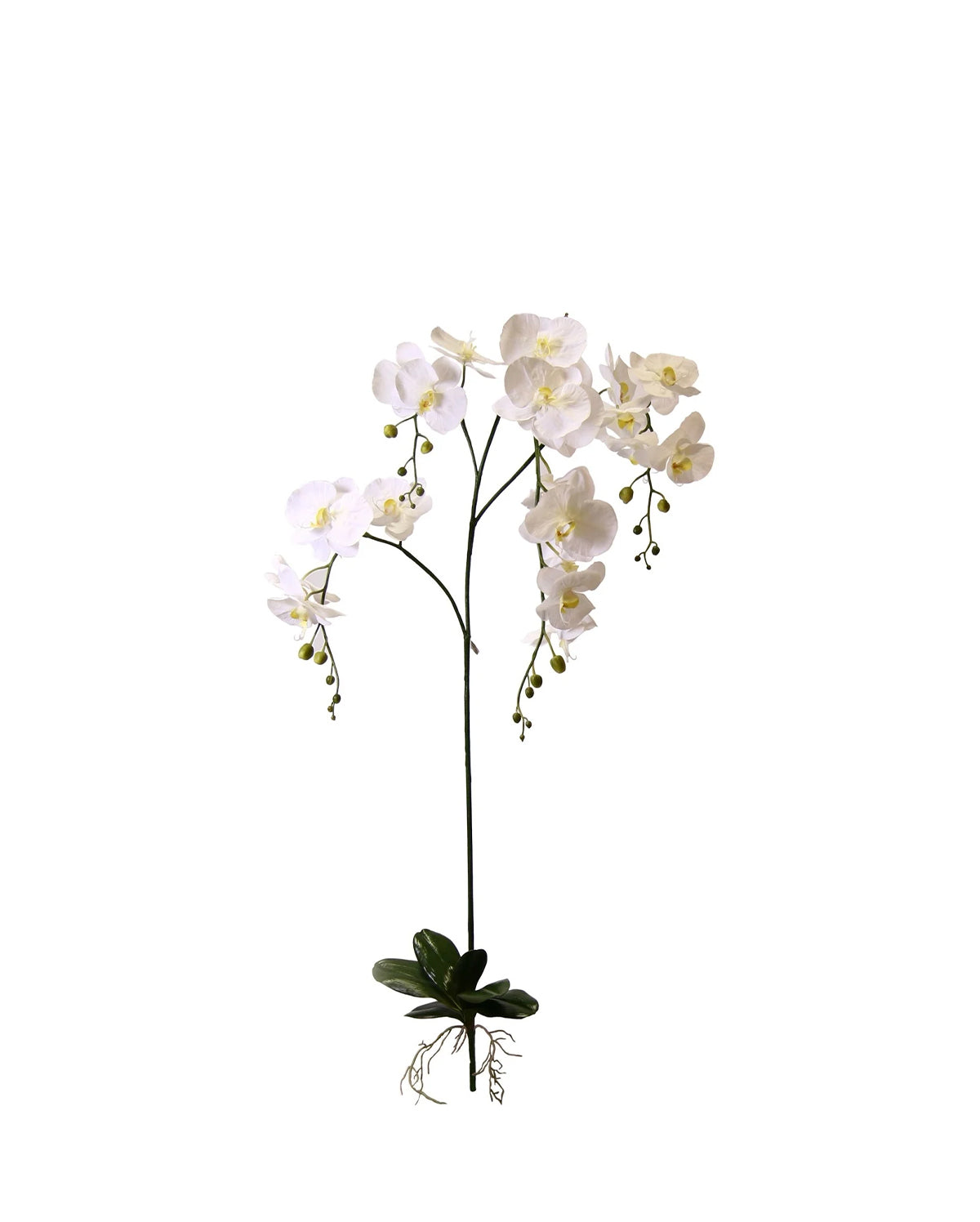 P2131 - GIANT PHALEANOPSIS PLANT W
