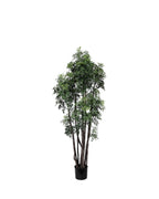PP4045-MING ARAILIA TREE W/180 CLUSTER LVS (UV/OUTDOOR)