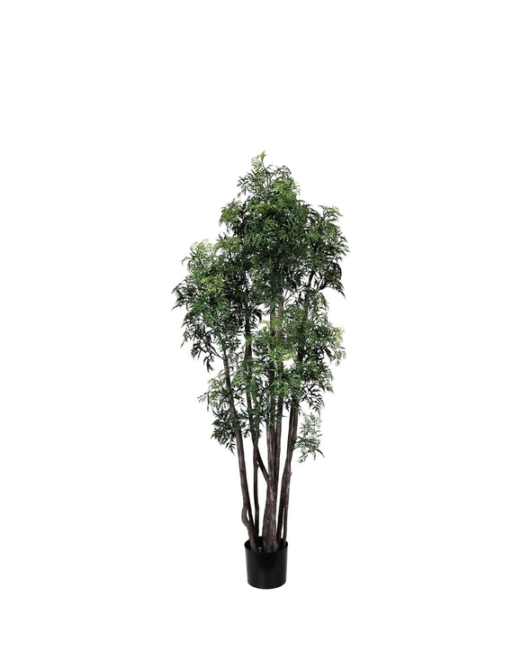 PP4045-MING ARAILIA TREE W/180 CLUSTER LVS (UV/OUTDOOR)