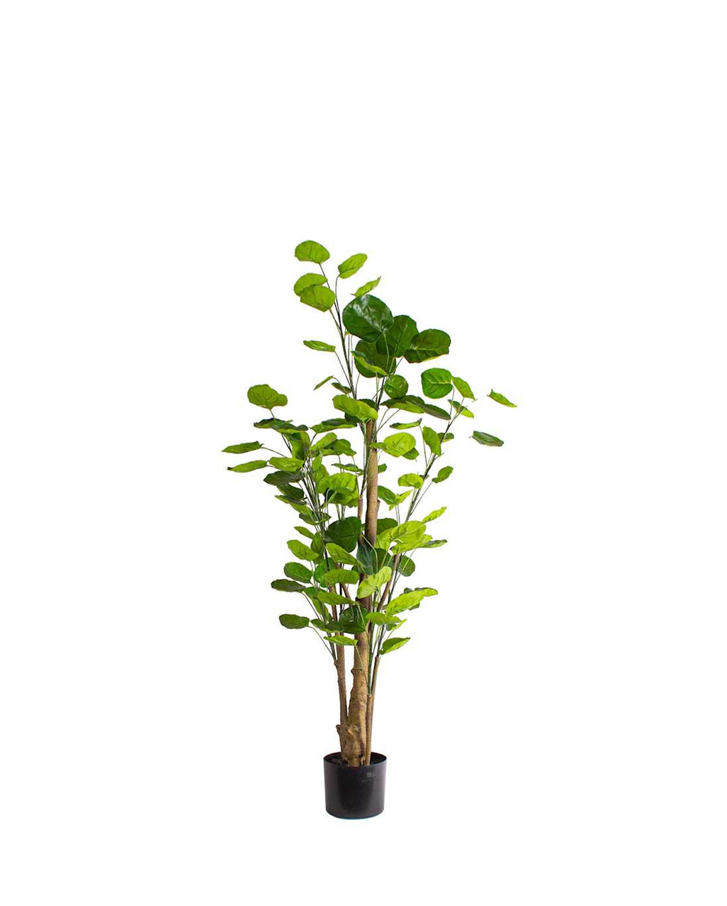 P1485-SILVER DOLLAR EUCALYPTUS TREE