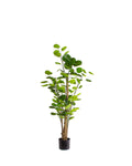 P1485-SILVER DOLLAR EUCALYPTUS TREE