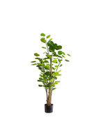 P1485-SILVER DOLLAR EUCALYPTUS TREE