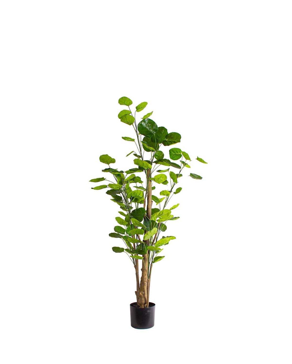 P1485-SILVER DOLLAR EUCALYPTUS TREE