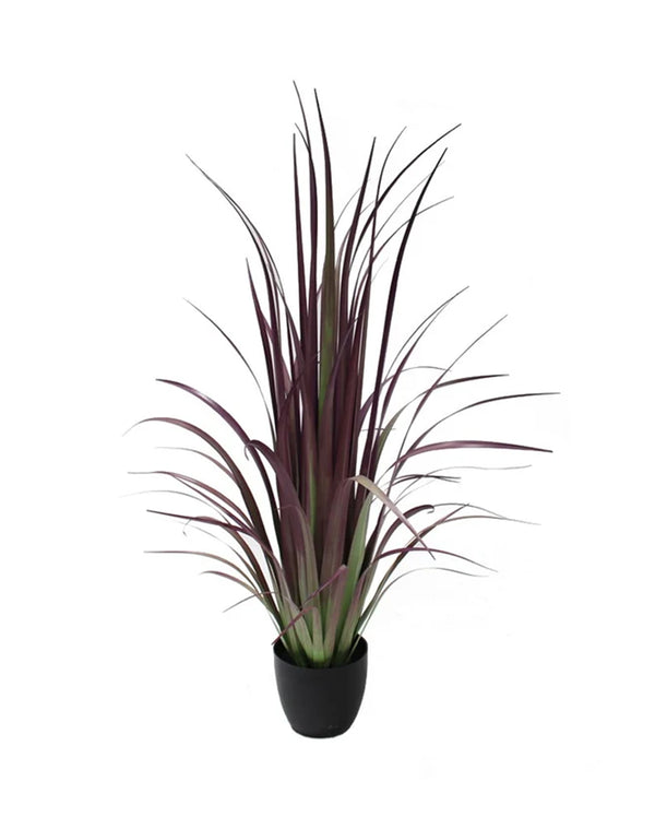 P1524-GLADIOLUS GRASS