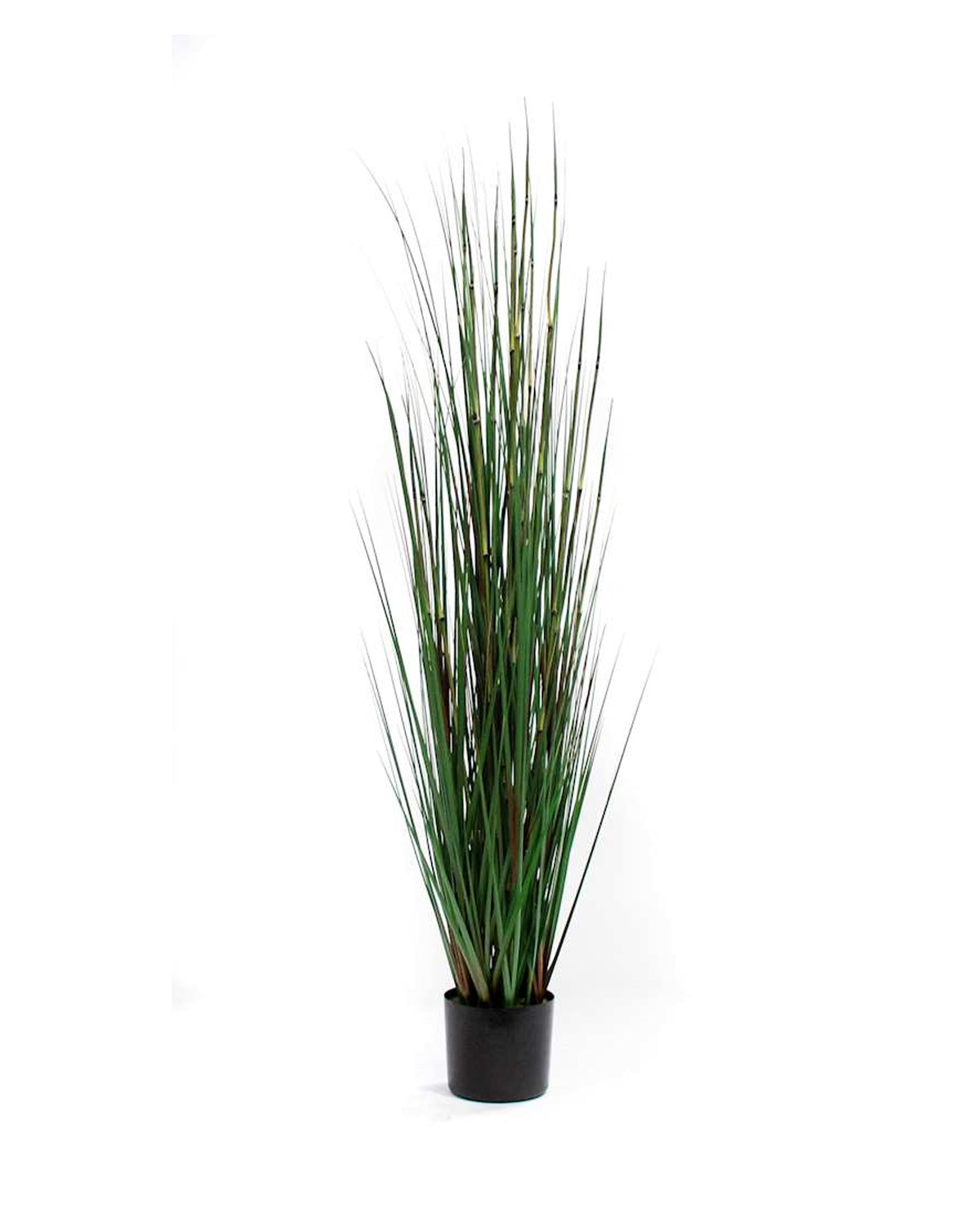 P1530-HORSETAIL