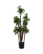 P1603-JADE PLANT