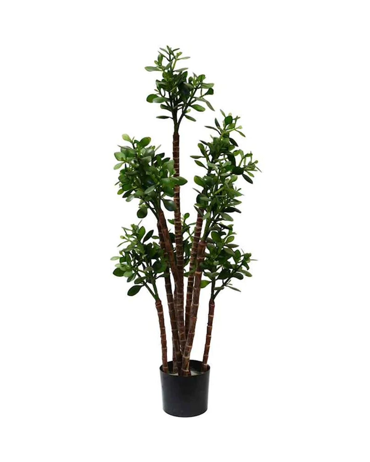 P1603-JADE PLANT