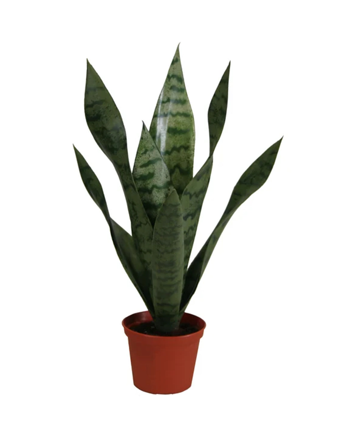 P1763-BABY SANSERVERIA