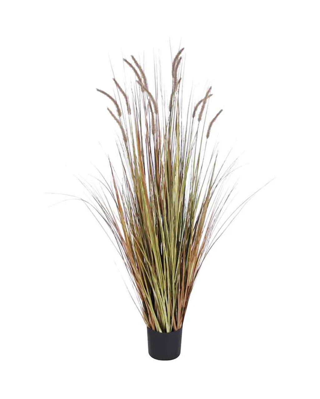 P1518-FOXTAIL GRASS