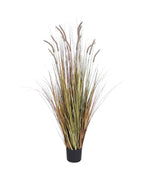 P1518-FOXTAIL GRASS