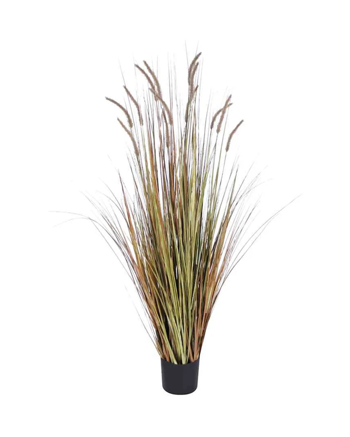 P1518-FOXTAIL GRASS