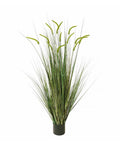 P1518-FOXTAIL GRASS