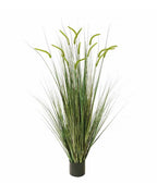 P1518-FOXTAIL GRASS