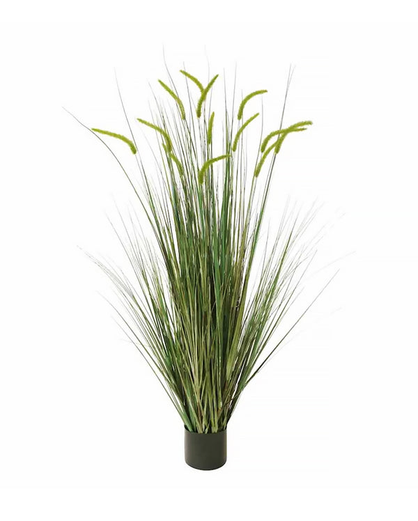 P1518-FOXTAIL GRASS