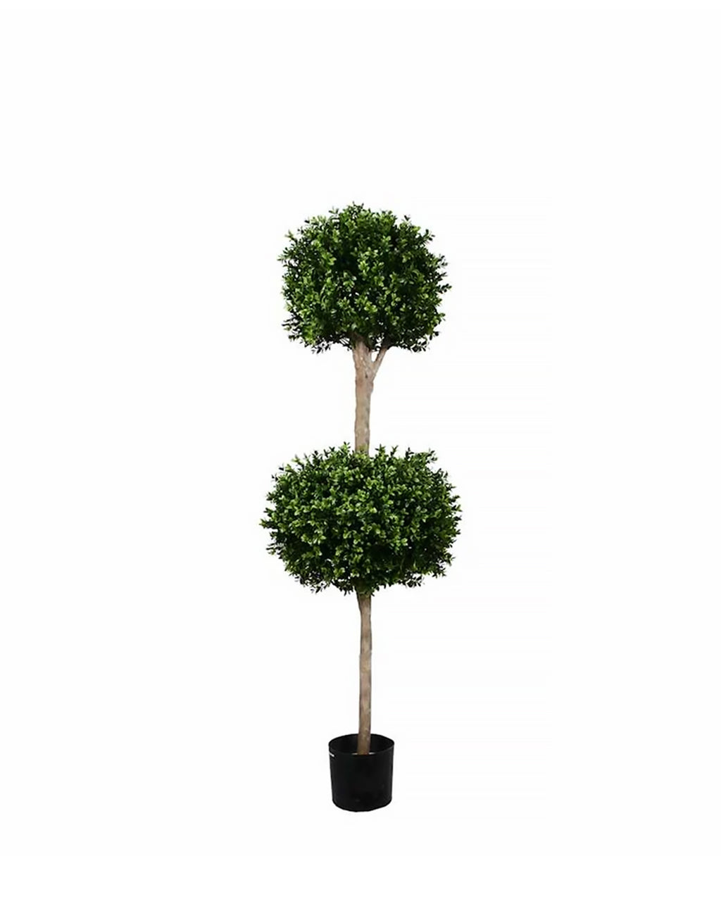 PP4036DB-BOXWOOD DOUBLE BALL TREE