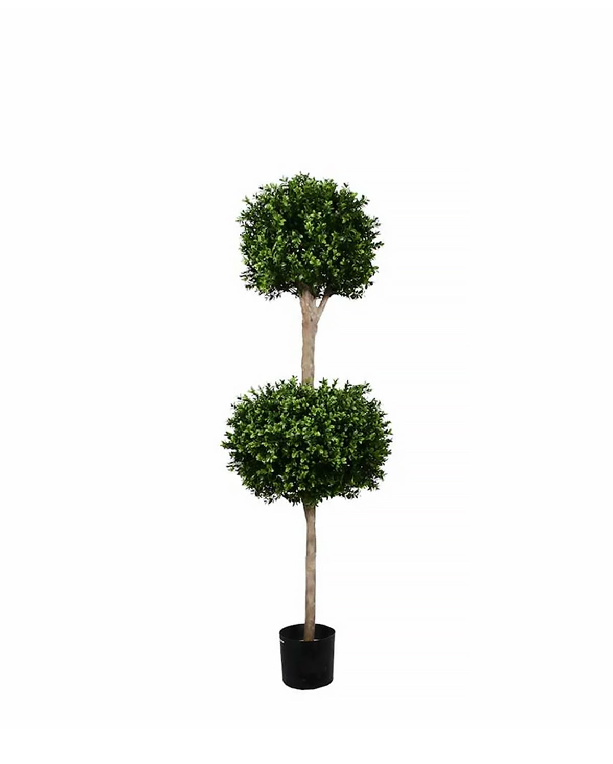 PP4036DB-BOXWOOD DOUBLE BALL TREE