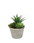 PTP7201-MIXED SUCCULENTS