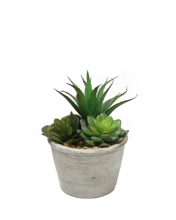 PTP7201-MIXED SUCCULENTS
