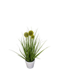 P1584-POMPON GRASS IN WHITE POT