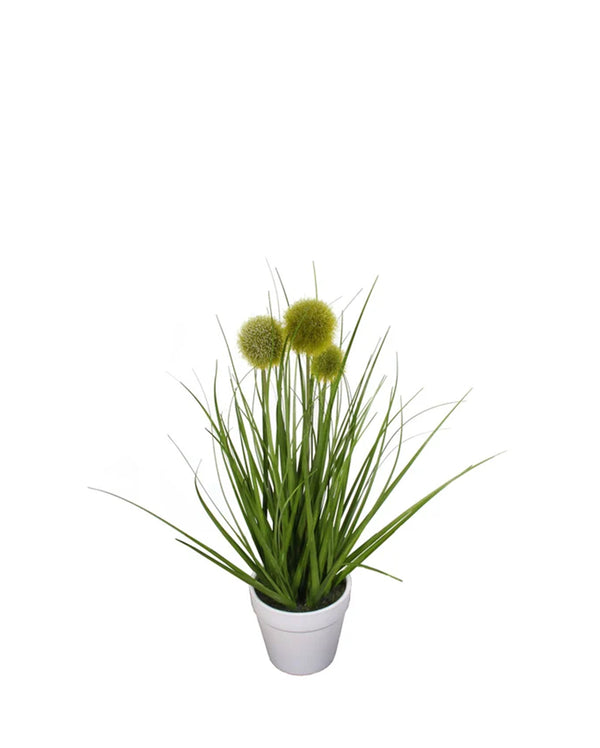 P1584-POMPON GRASS IN WHITE POT