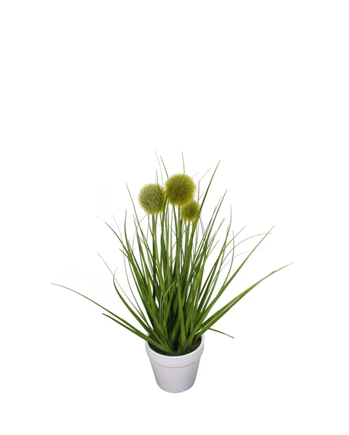 P1584-POMPON GRASS IN WHITE POT