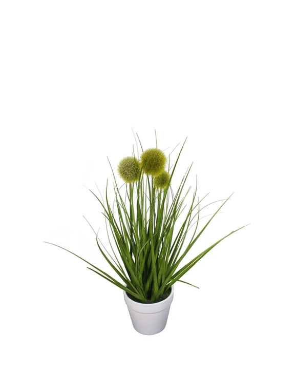P1584-POMPON GRASS IN WHITE POT
