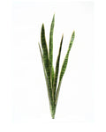 P1645N-SANSERVERIA BUSH