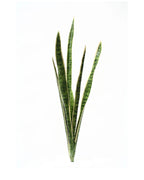 P1645N-SANSERVERIA BUSH