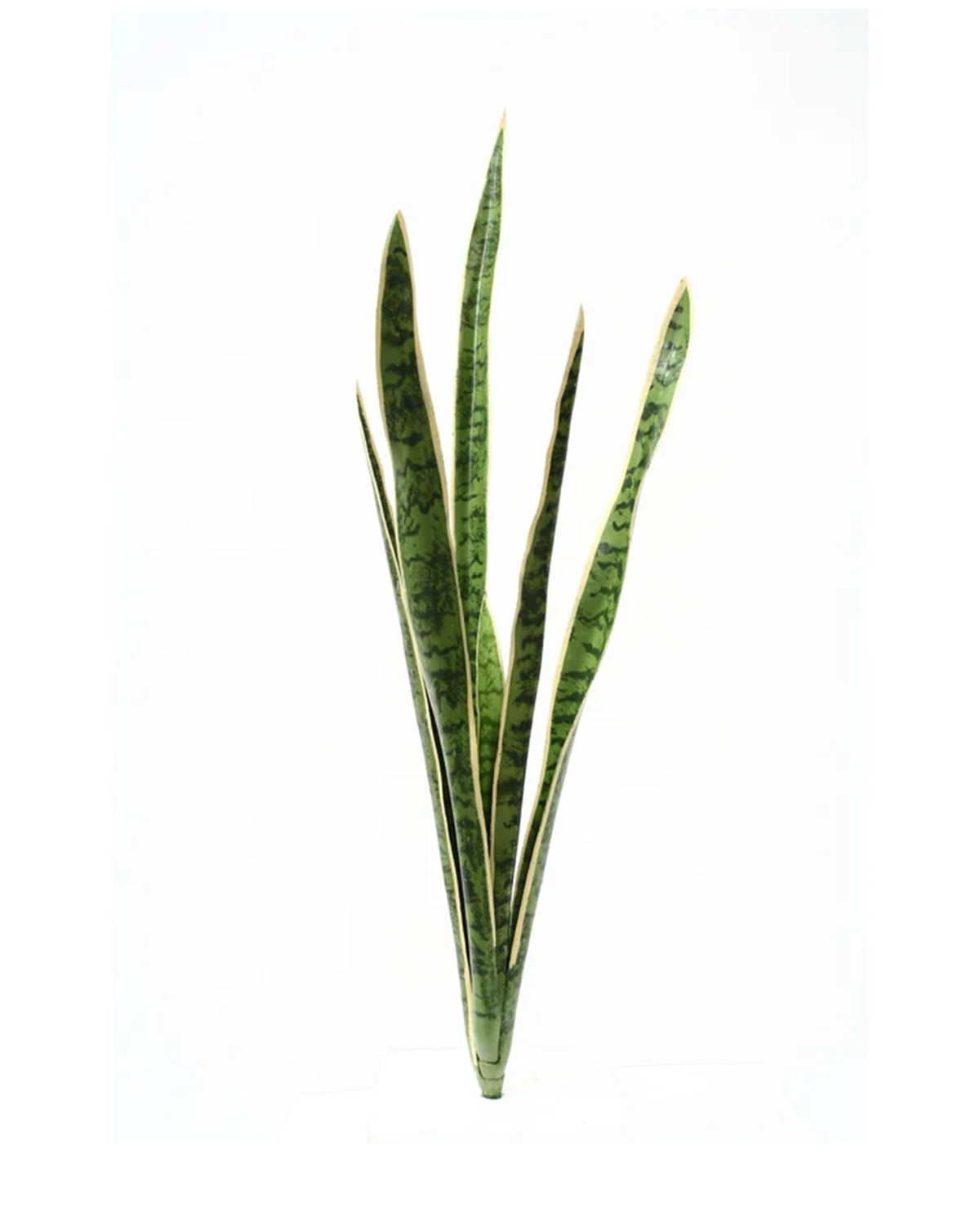 P1645N-SANSERVERIA BUSH