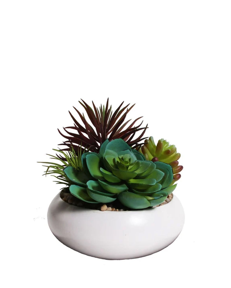 PTP7213-MIXED SUCCULENTS IN WHITE POT