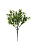 PP4036-BOXWOOD BUSH