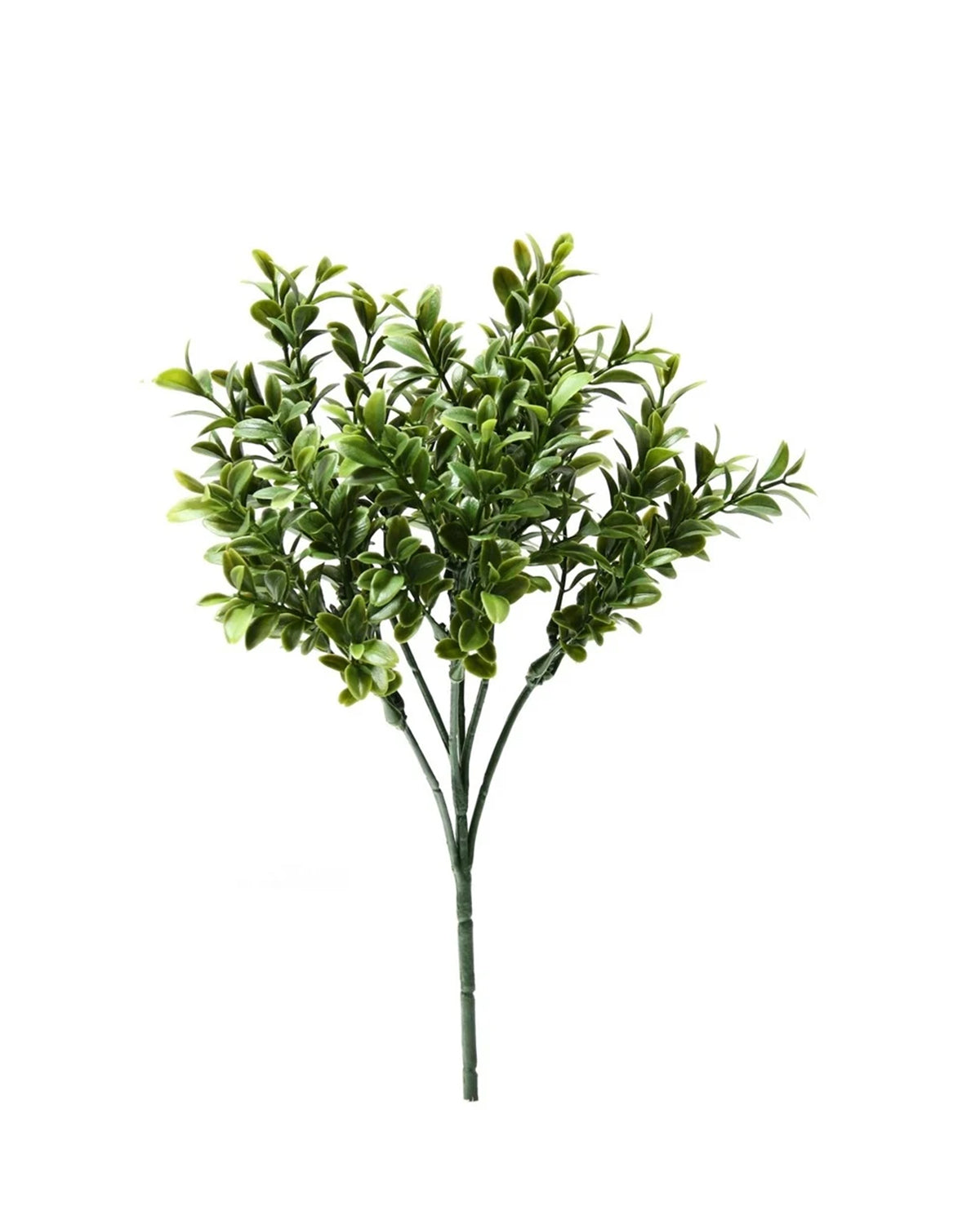 PP4036-BOXWOOD BUSH