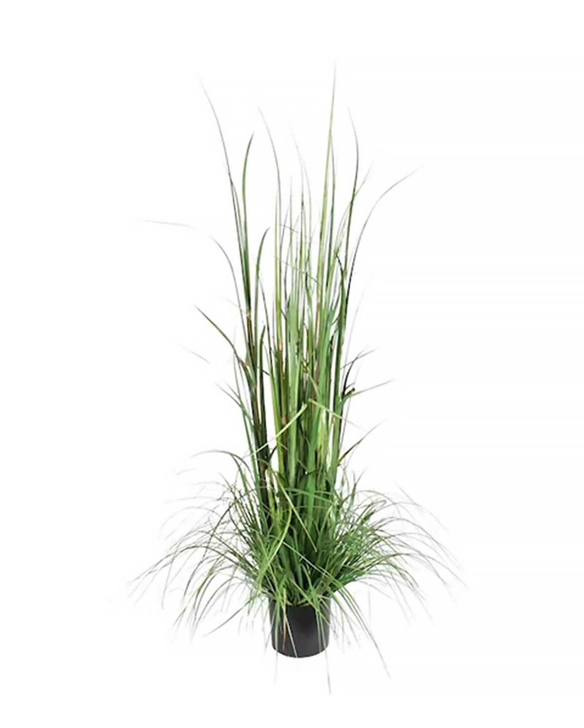 P1522-GRASS BUSH