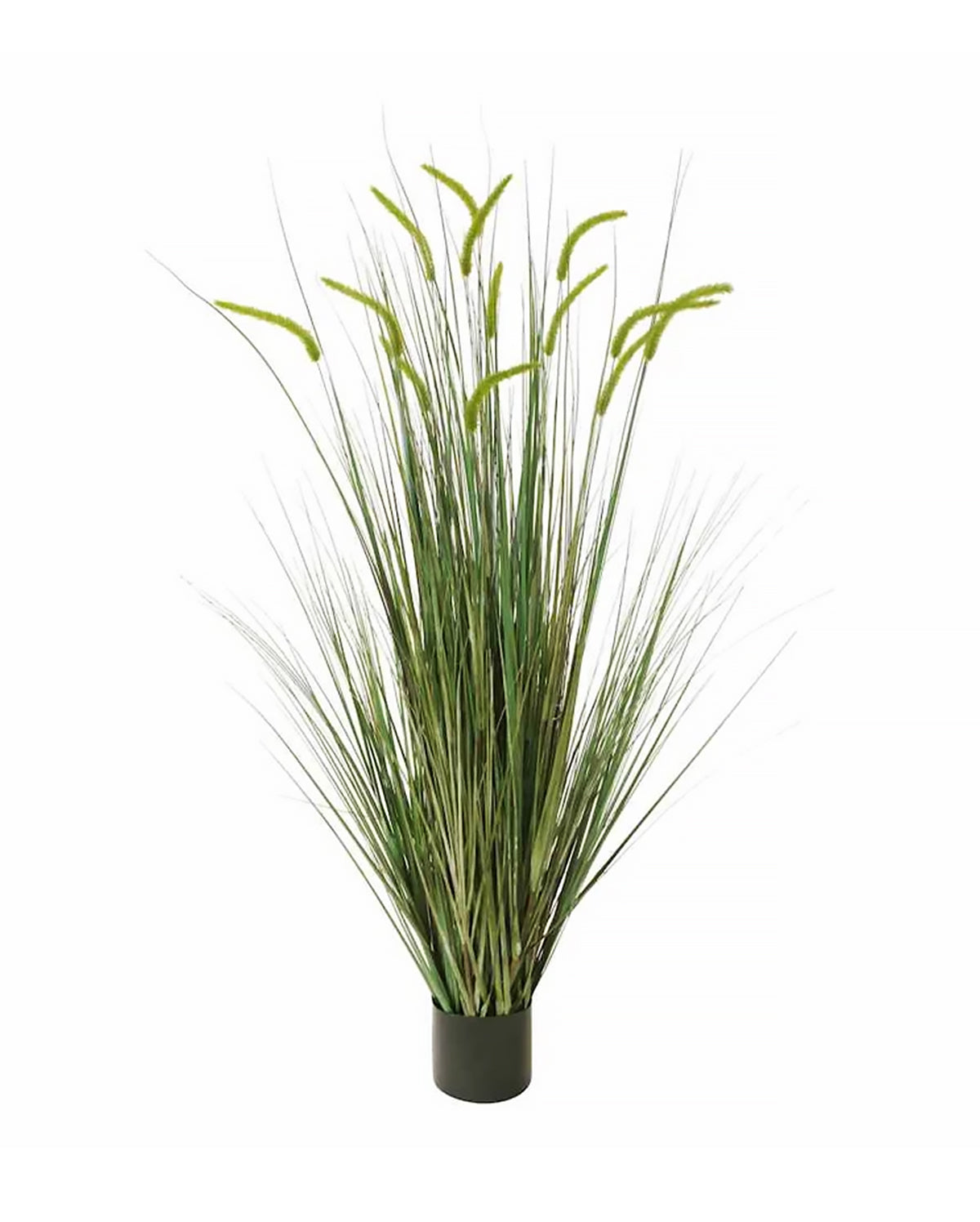 P1518-FOXTAIL GRASS