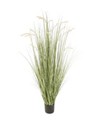 P1518-FOXTAIL GRASS
