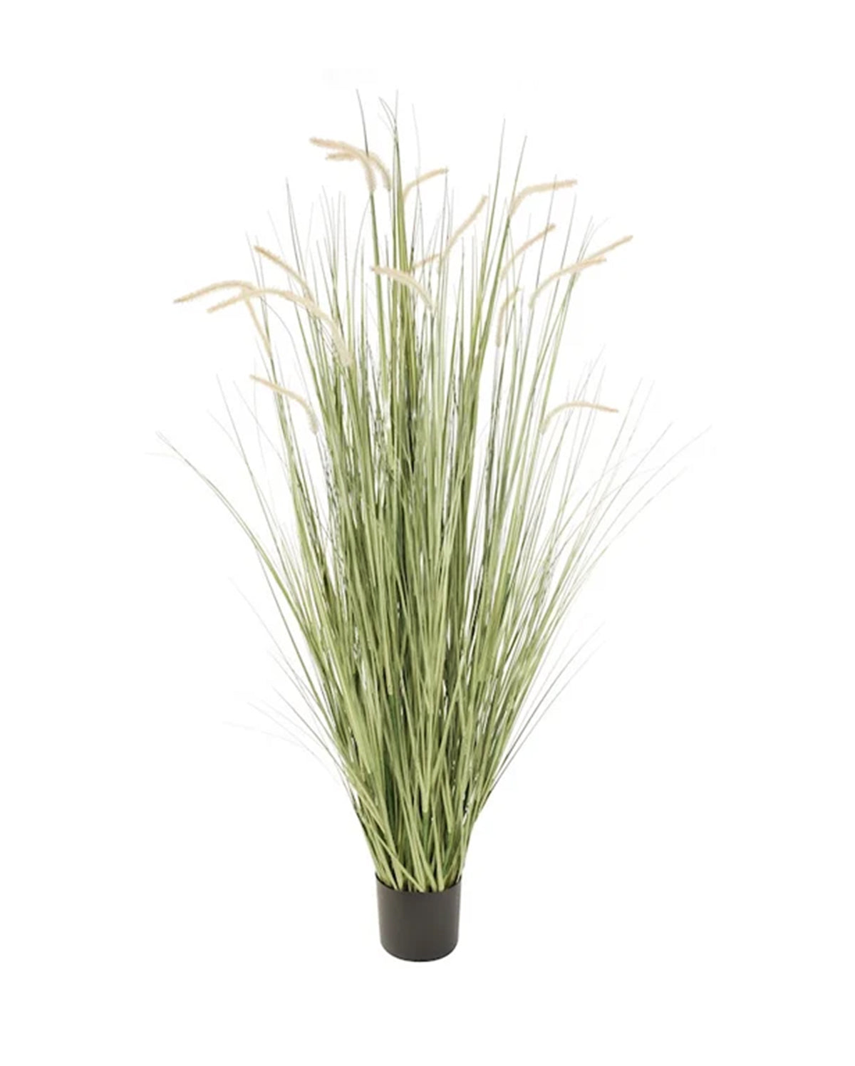 P1518-FOXTAIL GRASS