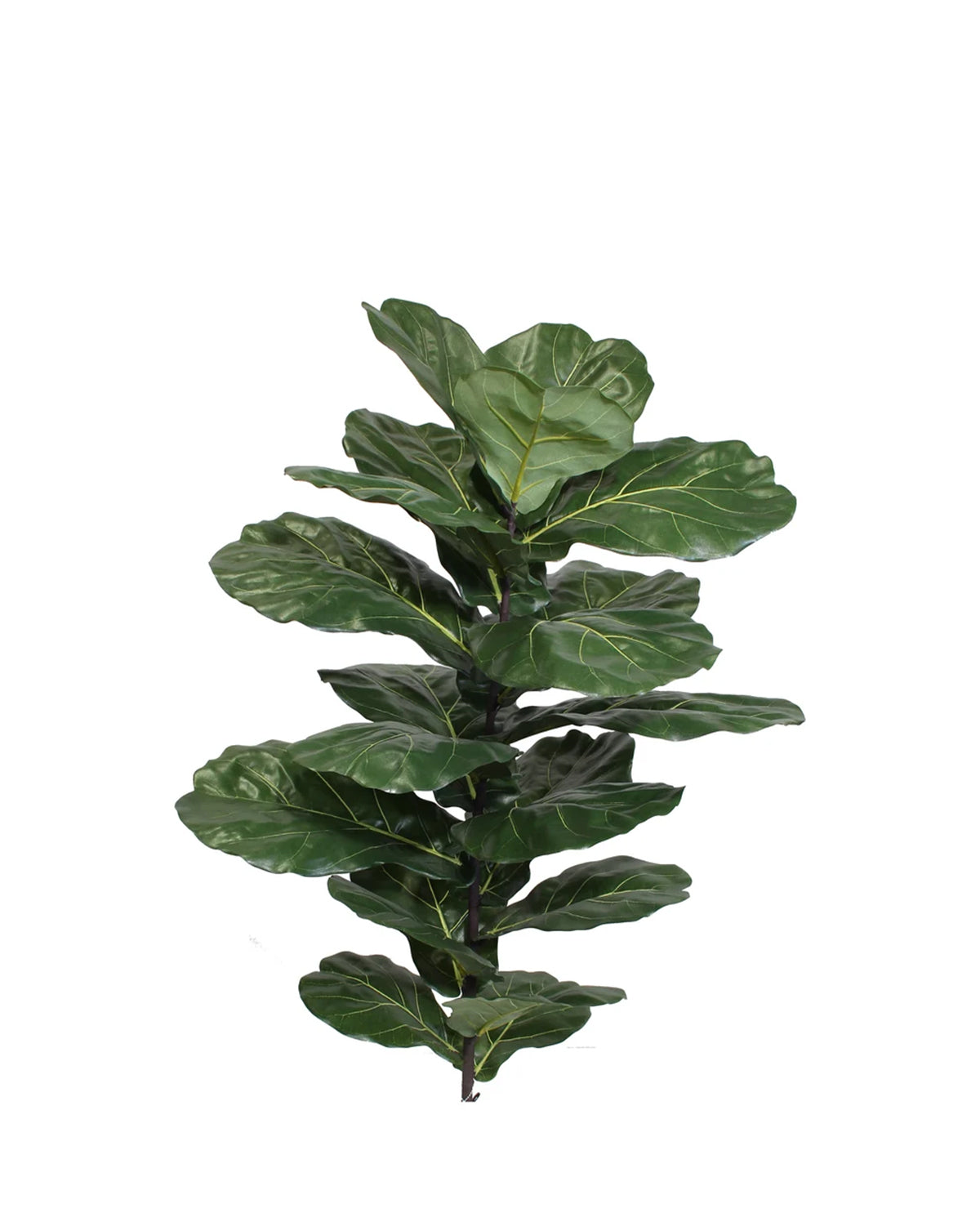 BRAZILIAN FIDDLE LEAF SPRAY