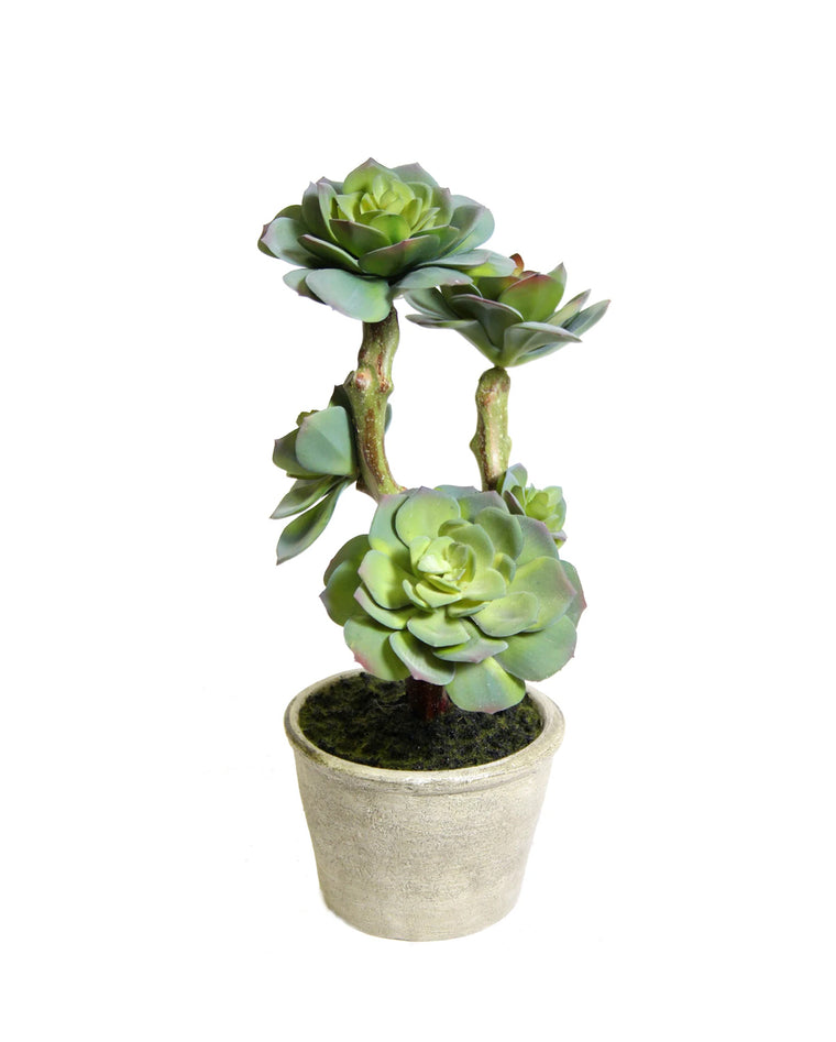 PTP7223-MIXED SUCCULENTS IN PAPER MACHE POT