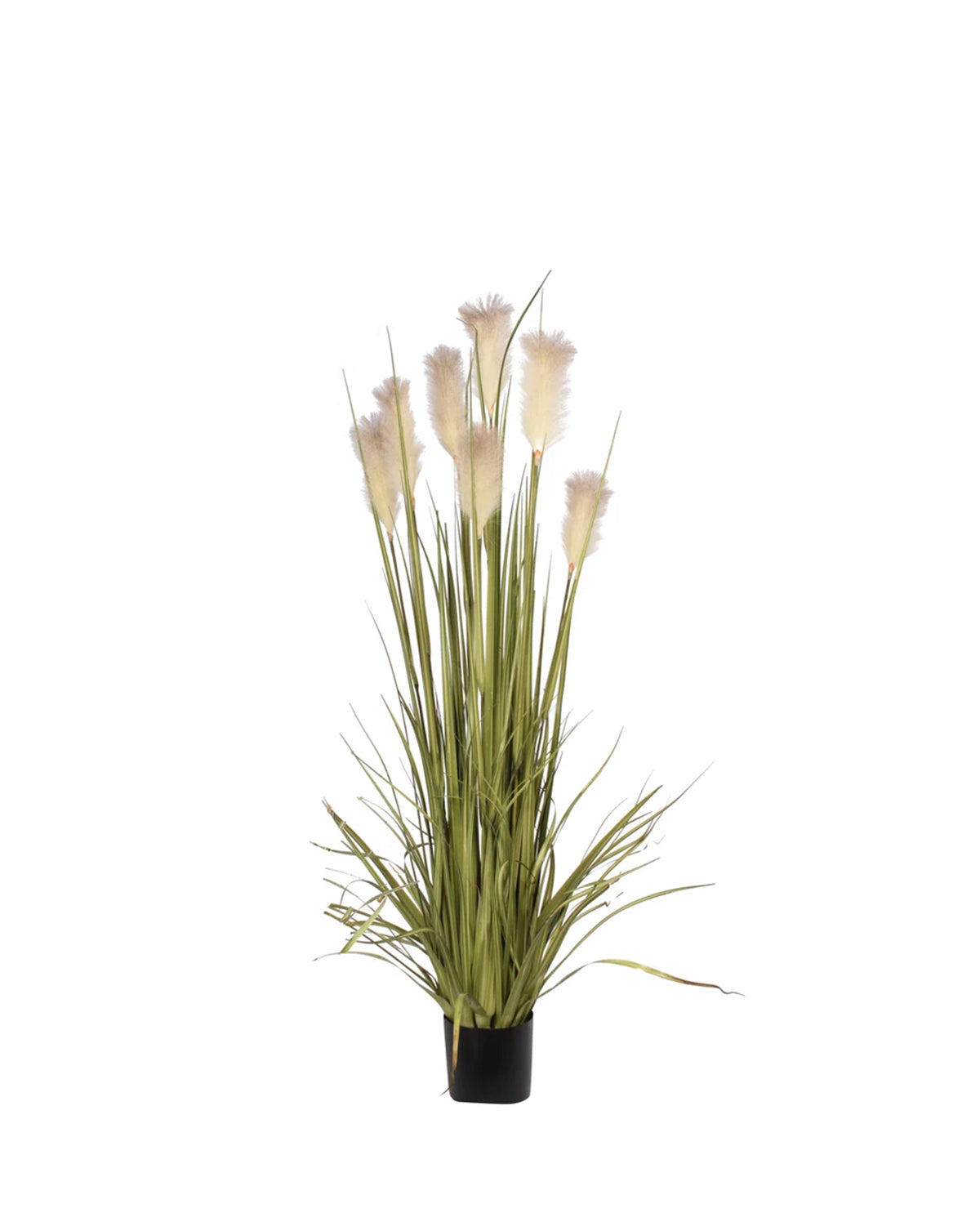 P1527-REED GRASS