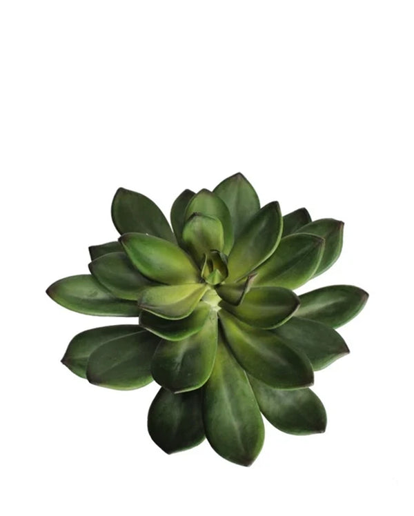 A7131 - SINGLE STEM SUCCULENT
