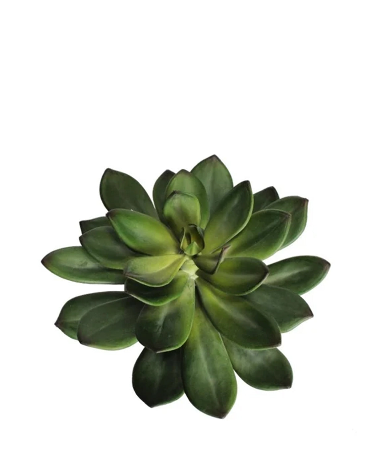 A7131 - SINGLE STEM SUCCULENT