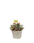 PTP7207-MIXED SUCCULENTS