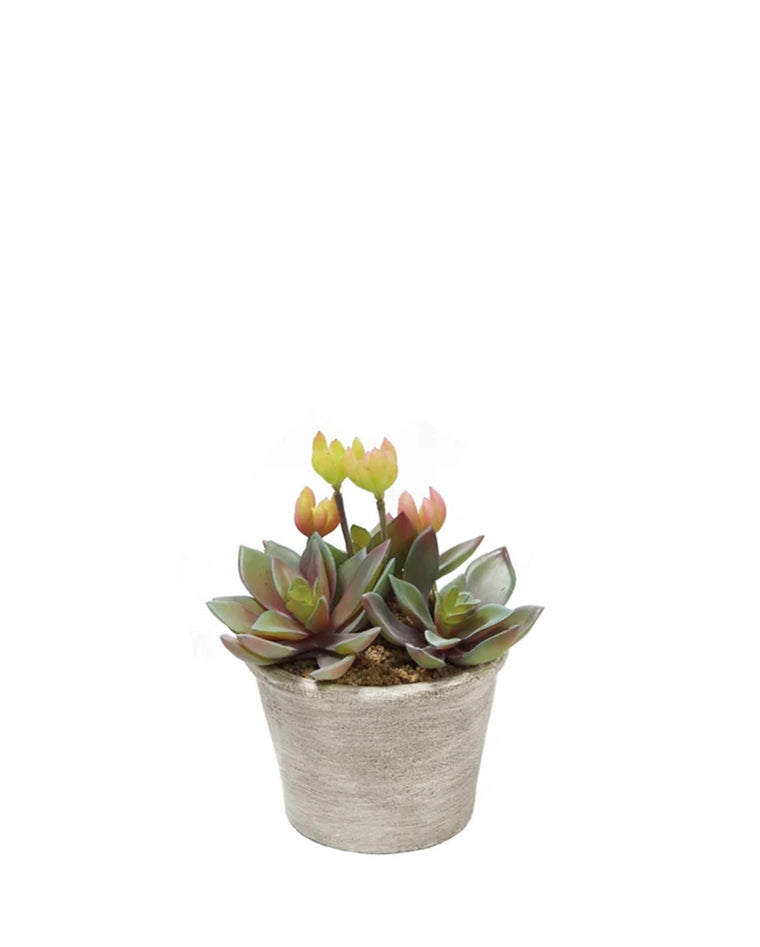 PTP7207-MIXED SUCCULENTS