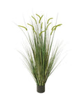 P1518-FOXTAIL GRASS