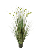 P1518-FOXTAIL GRASS