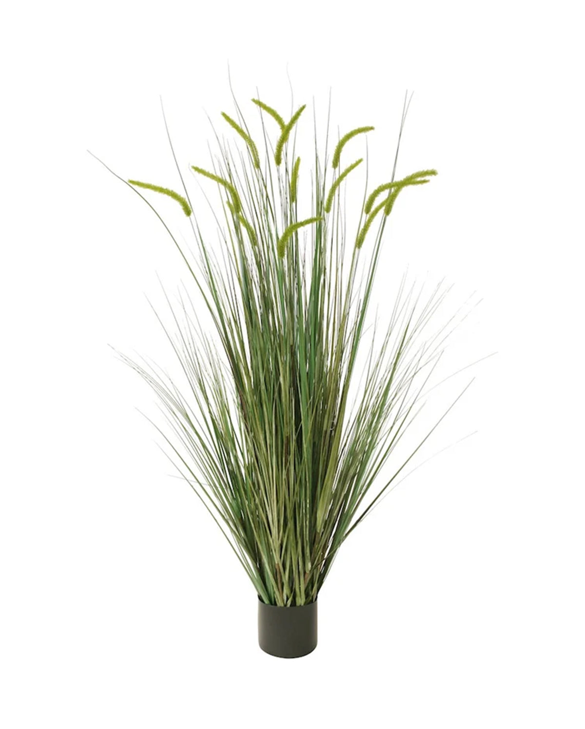P1518-FOXTAIL GRASS