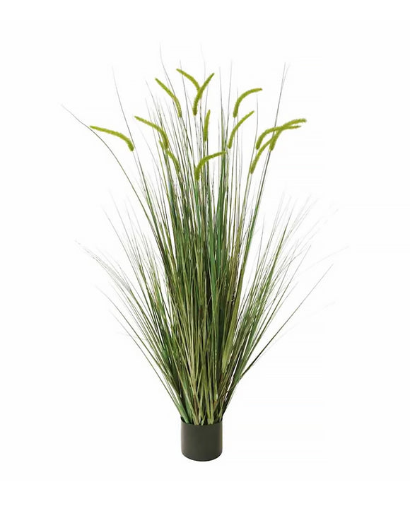 P1518-FOXTAIL GRASS