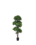 PP4039-TEA LEAF TREE